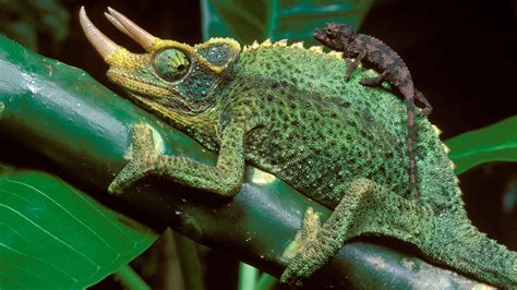 A Beneficial Evolutionary Step For Chameleons The New York Times