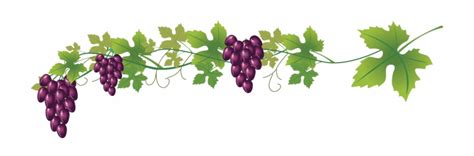 Grape vine grapes pictures to create grape vine grapes ecards, custom profiles, blogs, wall posts, and grape vine these animated pictures were created using the blingee free online photo editor. wine vines clipart 10 free Cliparts | Download images on ...