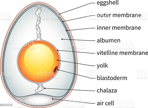 An ion of an atom is one in which the. Chicken Egg Anatomy Stock Illustration - Download Image ...