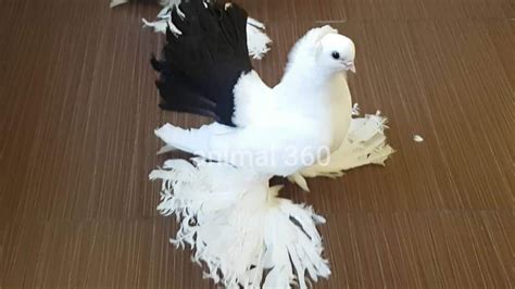 Top Most Beautiful Unique Exotic Fancy Pigeon On Planet Earth Fancy