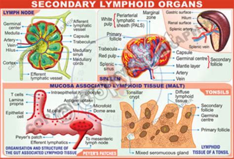 Victory Graphik Im 18 Secondary Lymphoid Organs