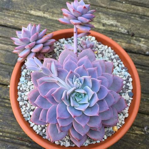 Provides a dense carpet of lustrous foliage in different shades of green. Purple succulent. | Purple succulents, Planting succulents ...