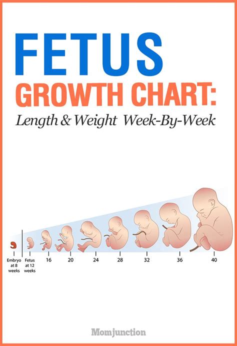 Fetal Weight Chart By Week