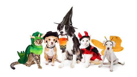 Halloween Pet Costume Safety Guide Pet Safety Tips