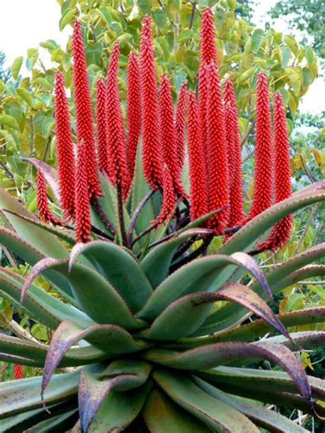 Plant colors may vary during the year depending on light, temperature and water. Aloe ferox | Succulents, Cacti and succulents