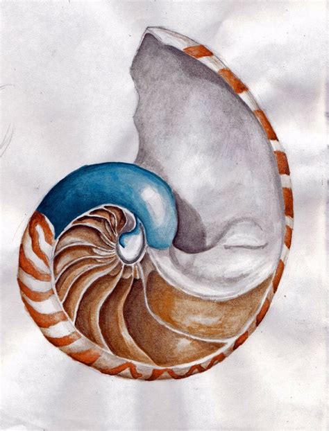 Nautilus Shell Inside By Ice Wolf Elemental On Deviantart Art In