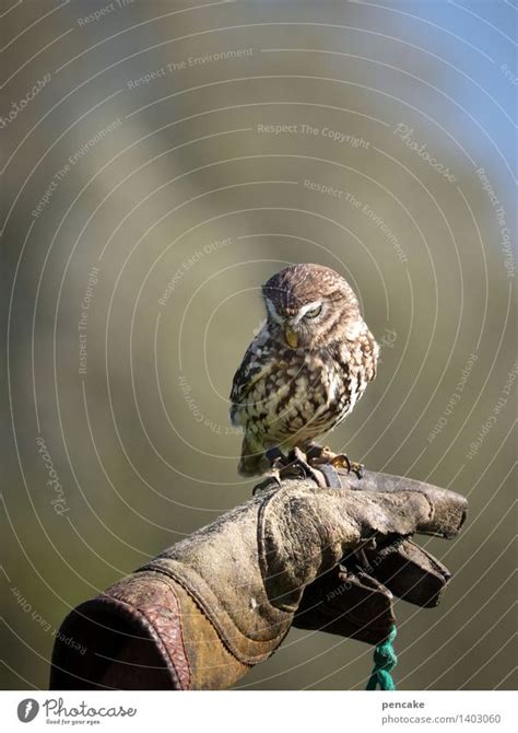 Fogey Nature Forest Animal A Royalty Free Stock Photo From Photocase