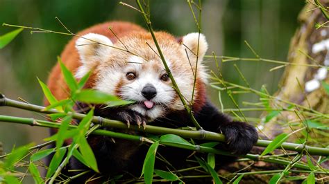 Red Panda Panda Protruding Tongue Cute Funny Bamboo Twigs 4k Hd