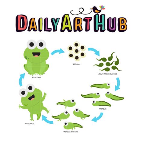 Life Cycle Of A Frog Clip Art Set Daily Art Hub Graphics