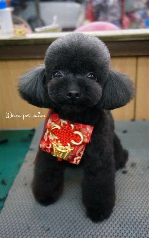 If you're wondering how often you should worm your dogs, first of all determine. Pin on Grooming