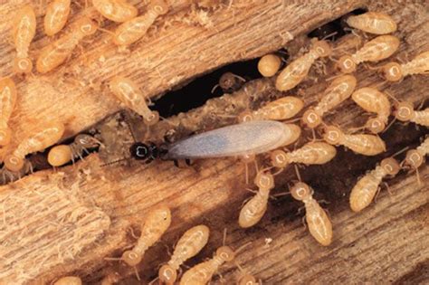 How To Prevent Flying Termite Infestation In Your Property Planet Orange