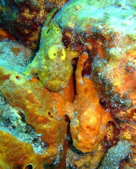 Two Frogfish Bonaire Sea World Sea Life