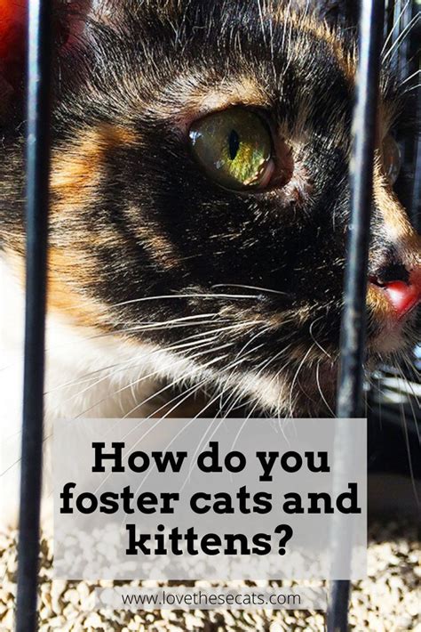 Could You Foster Kittens Foster Kittens Foster Cat Kittens