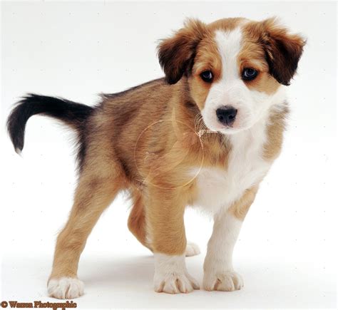 We did not find results for: Cute Puppy Dogs: cute border collie puppies