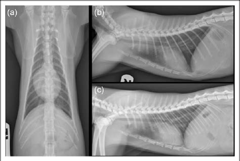 Figure 5 From Repair Of A Sliding Type I Hiatal Hernia In A Cat Via