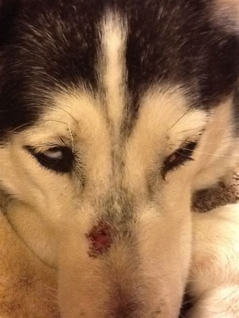 Possible Hot Spot On Snout And Strange Growth Near Eye Adopted 3yr Husky