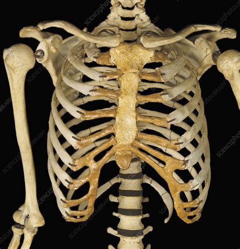 Sternum Ribs Clavicle Anterior View Stock Image C0054962