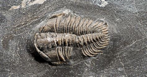 Carbon 14 has half life of 5 700 years which is useful in dating fossils. Researchers Suggest Carbon Dating is Misleading