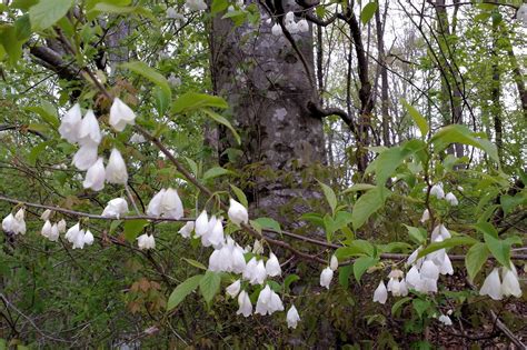 Expert gardening advice from bbc gardeners' world magazine. Carolina Silver Bell tree blossoms off Homer Wright Rd ...