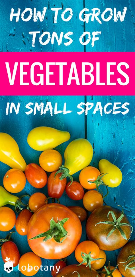 Apartment herb gardens are the most obvious choice for small spaces, but if you are creative, you can expand that to other items and create an apartment vegetable garden. How to Grow Tons of Vegetables in Small Spaces | Apartment ...