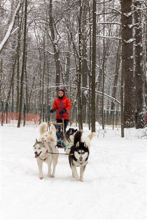 Husky Dog In Harness With Sleds Sitting On Snow Stock Photo Image Of