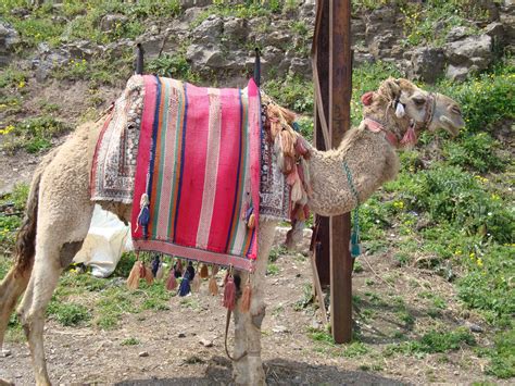 Like its predecessor don't lose your head, it does not have the words carry on in its original title (though for screenings outside the united kingdom it was known as carry on in the legion. Carry On, Follow That Camel! - Wilbur's Travels