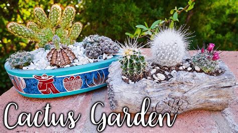How To Make An Indoor Cactus Garden Joyusgarden Youtube
