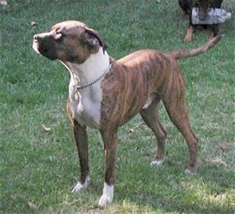 american pit boxers  pit bull terriers  pinterest