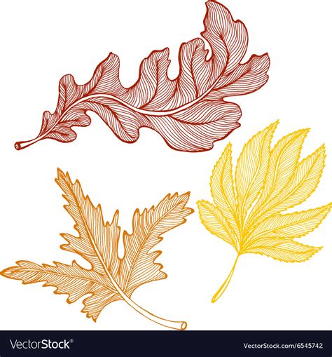Autumn Leaves Drawing Royalty Free Vector Image