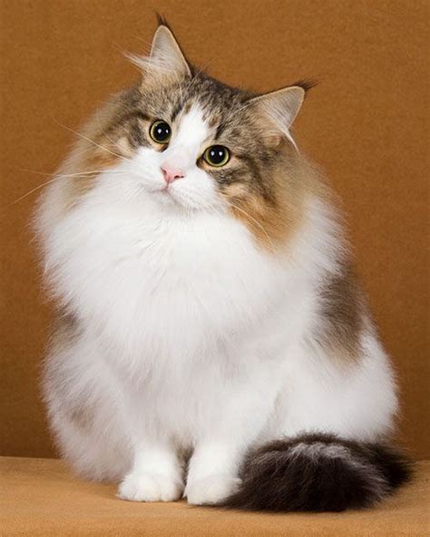 Norwegian Forest Cat Fluffy Cat Breeds Pets Lovers