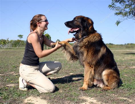 Leonberger And Girl — Stock Photo © Cynoclub 2343388