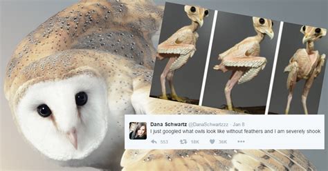 What Owls Look Like Without Feathers Revaled And No One Could Handle It