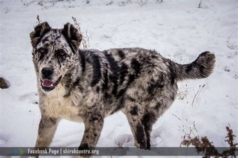 Australian shepherds west highland terrier scottish terrier rottweiler husky border collie belle photo sheep dogs. Armenian Wolfhound gampr MARMAR | Armenian Wolfhound gampr ...