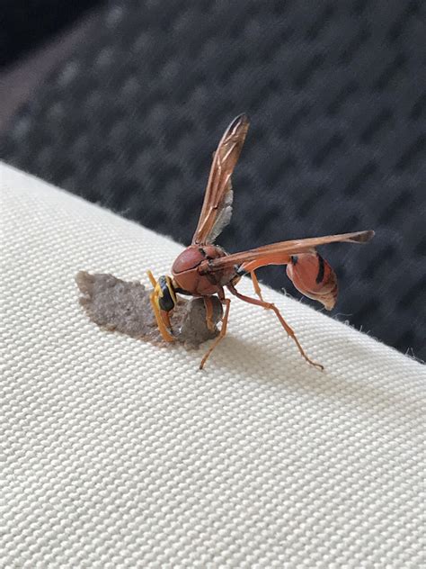 What Kind Of A Wasp Is This And What Is It Doing It Came With This
