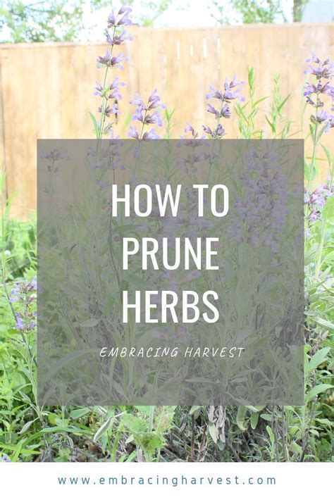 Want To Know How To Prune Herbs For Maximum Results Ill Break It Down