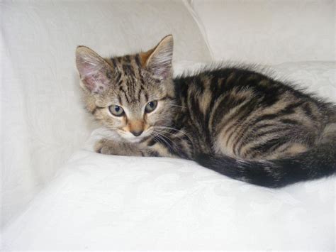 Here are some tidbits about cats and kittens to make them more lovable in your eyes! LAST ONE Tabby Kitten for Sale Ready NOW!! | Wigan ...