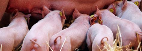 Perspectivas Y Desafíos De La Cría De Cerdos En Los Actuales Sistemas