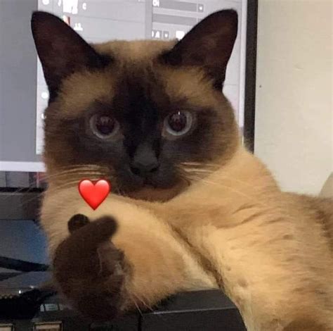 Pin By M O N Y On C A T Cat Memes Funny Cats Cute Animals