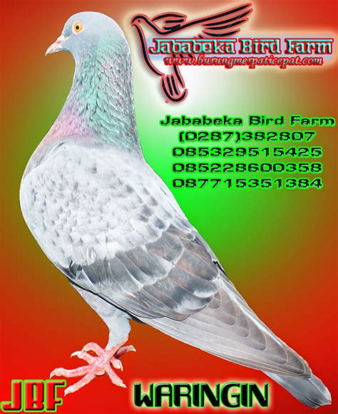 Lebih rinci dapat anda lihat dari gambar rangka ikan di bawah ini. Koleksi Gambar Burung Merpati Hias Koleksi Foto Dan Gambar | Foto Bugil Bokep 2017