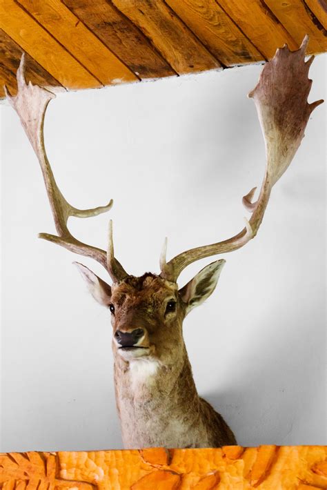 Free Images Animal Wall Wildlife Horn Stag Mammal Fauna Antler