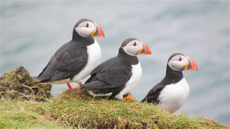 Atlantic Puffins In Iceland I Love These Birds They Look Happy