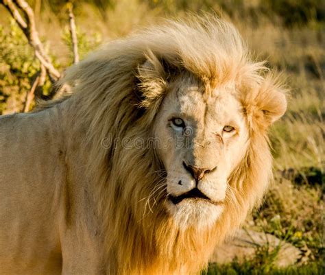 Big Male Lion Laying Down On An African Savanna During Sunset Stock