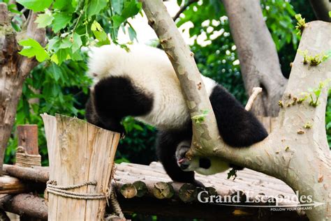 Chengdu Giant Panda Breeding Research Base Travel Aficionados