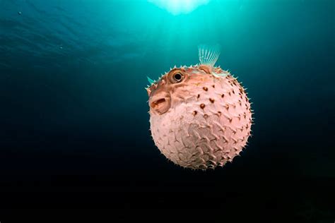 Puffer Fish Stock Photos Pictures And Royalty Free Images Istock
