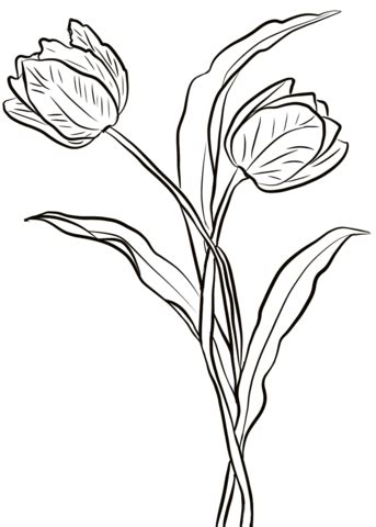 Tulip coloring pages to print: Two Tulips coloring page | Free Printable Coloring Pages