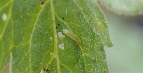 Small Yellow Bugs On Tomato Plant Need Help Identifying