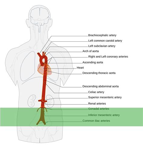 What Does Distal Aorta Mean Steve Gallik