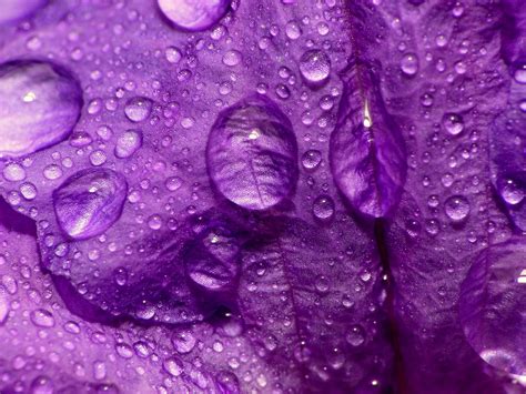 Close Up Nature Flowers Purple Water Drops Macro Flower Petals