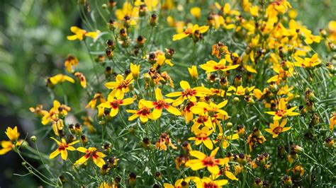 Our Favorite Perennials For Summer Blooms Mulhalls