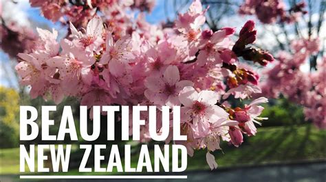 Travel New Zealand In Spring Top Places You Must Not Missed Youtube